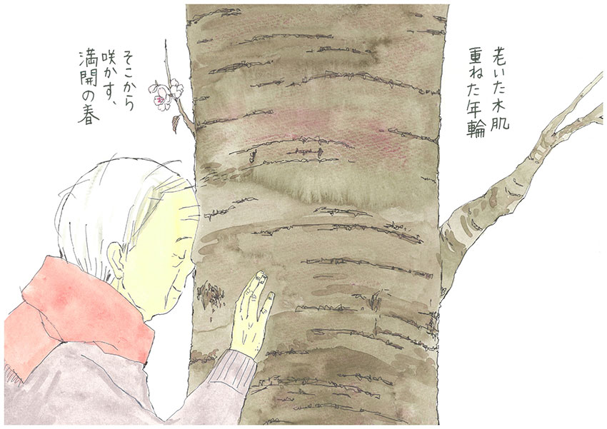 年老いた木肌、重ねた年輪。そこから咲かす、満開の春