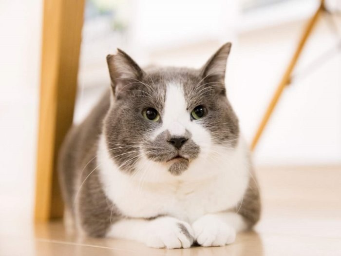 くまお