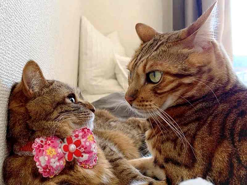 お兄ちゃん猫ロディくん(右)と