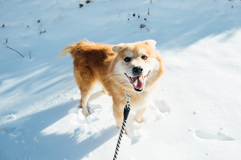 「ダディ」を見ていると、犬たちはどうしてこんなに透き通った笑顔ができるのだろうと思う(2018年1月1日撮影)