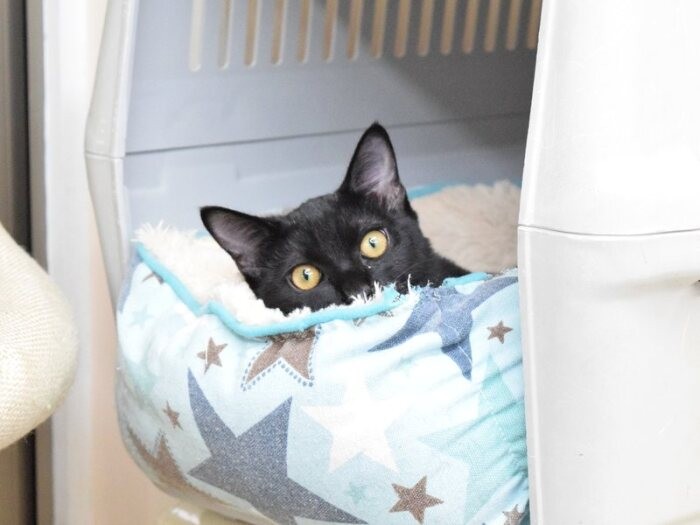 保護されている黒猫