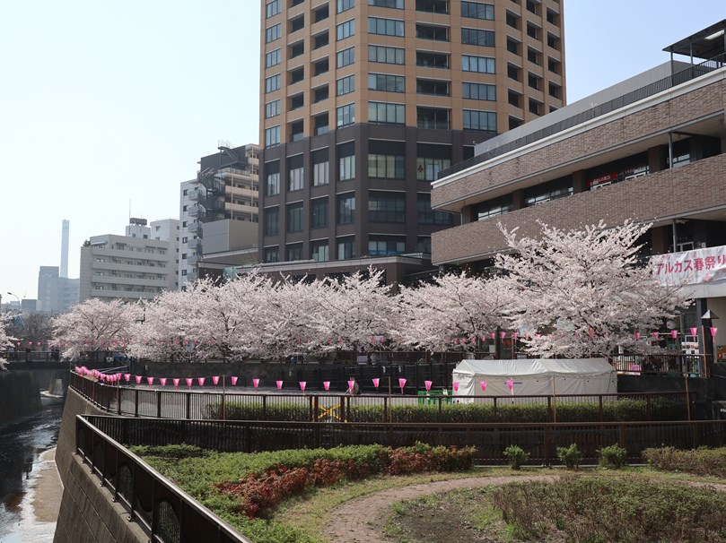 180329朝の花見809_2