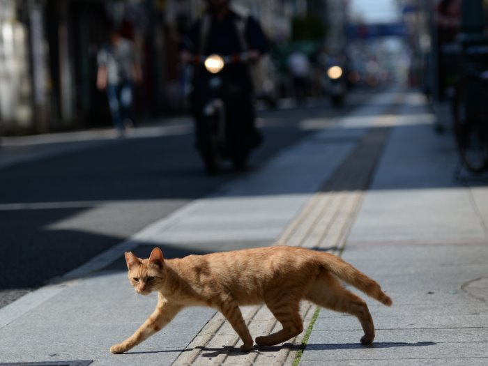 バイクが行き交う車道を横切る猫=宮崎市