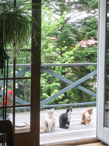 左から、銀次、サスケ、楓(「猫がいなけりゃ息もできない」から)