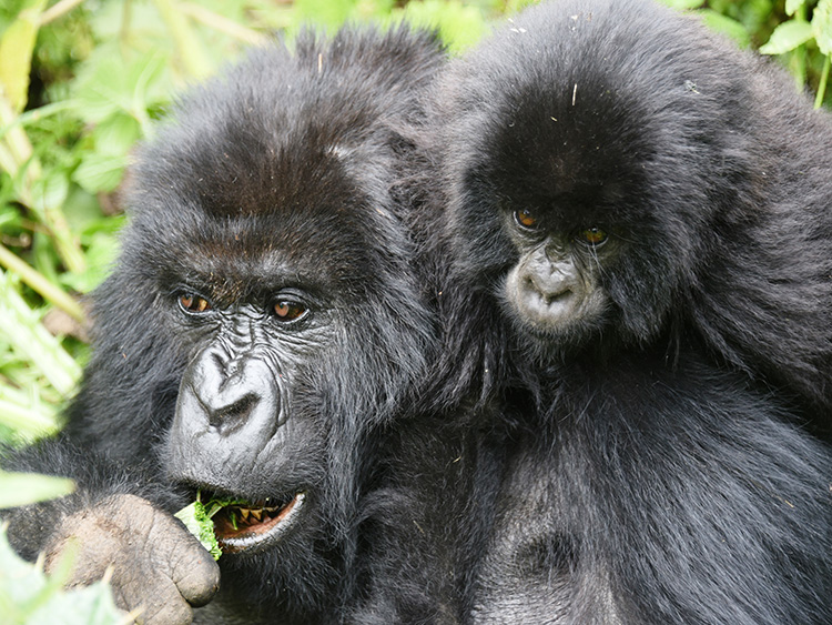 葉を食べるマウンテンゴリラの親子=2月27日、ボルカン国立公園、石原孝撮影