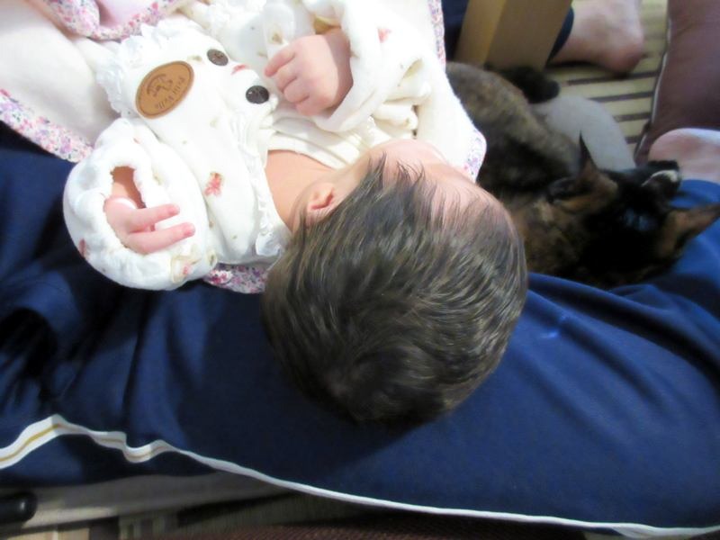 あんずが眠っていれば、赤ちゃんも安心して眠れます