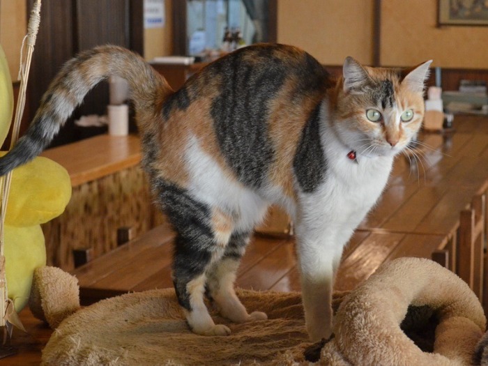 お姉ちゃんタイプの「つばめ」