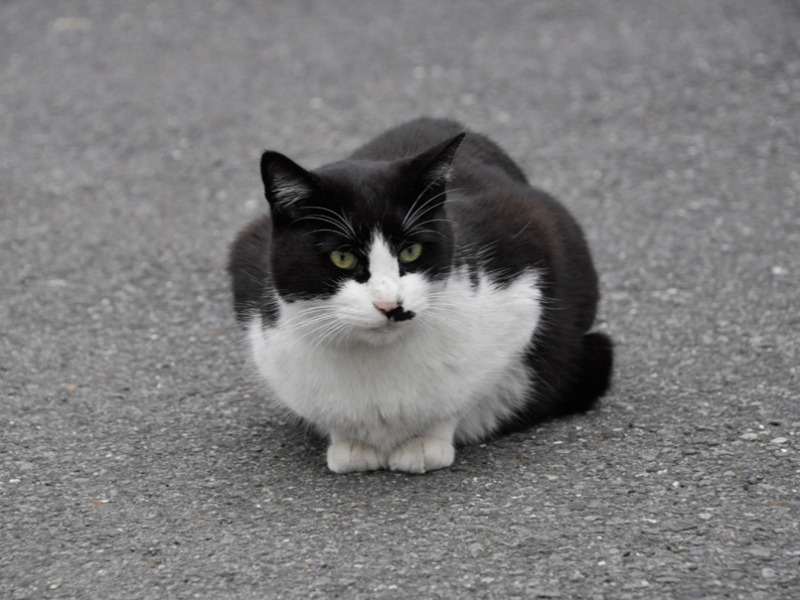 偶然出会った白黒猫。(小林写函撮影)