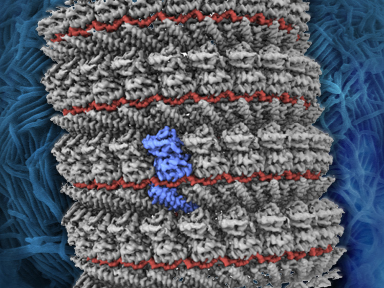 研究で明らかになったエボラウイルスの核タンパク質−RNA複合体のコア構造=OIST提供