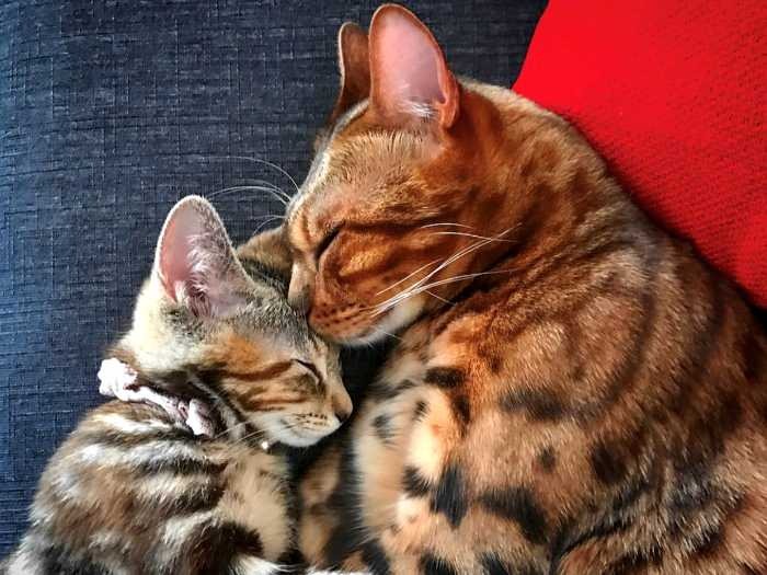 お兄さん猫のロディくんと、安心だなあ
