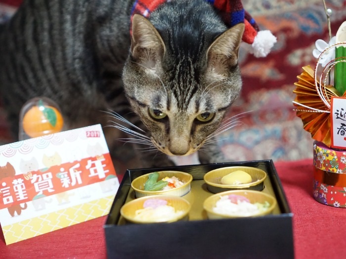 初おせちに、はっぴーも興味津々