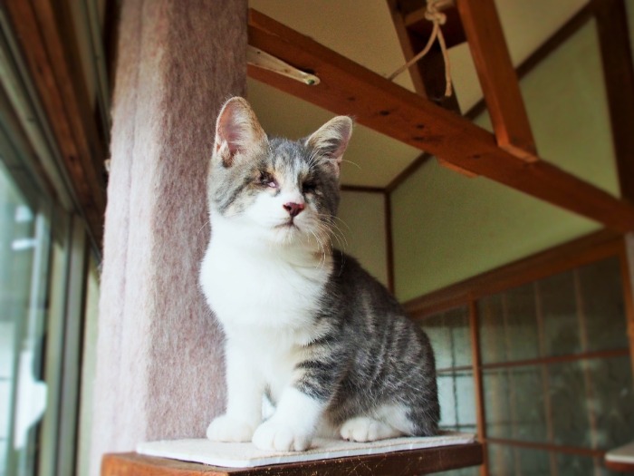 ふっくらしてきたふっくん。拾った翌日から、まったく鳴かなくなった。