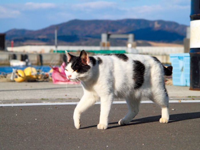 見つめる先は明るい未来! 復興への歩みを進める田代島です