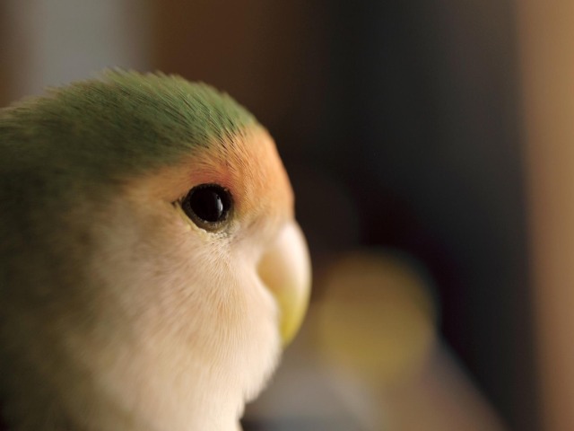 おとちゃん6