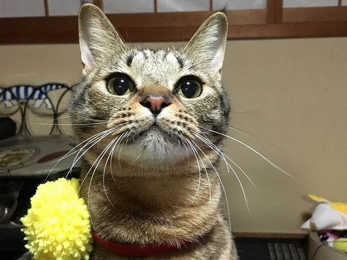 キリッとしたおとなになりました