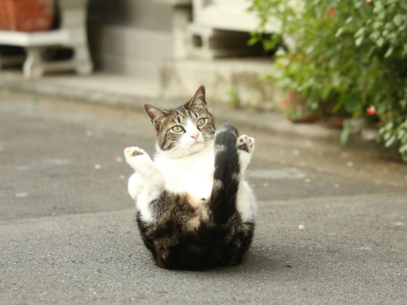 『明日はきっとうまくいく』より