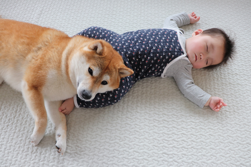 『子守り柴犬 銀兄ちゃん』より