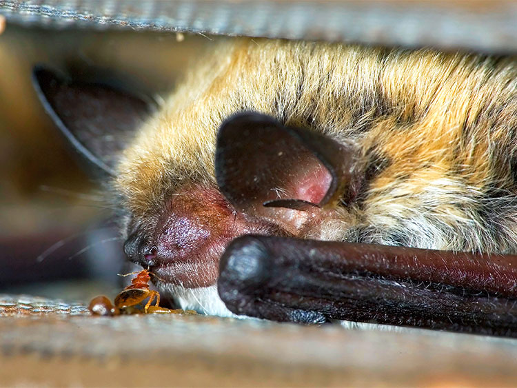 An undated handout photo provided by Mark Chappell, University of California, Riverside shows a species of bedbug and a bat. Bats were thought to be the first hosts of bedbugs, but new research shows that the parasites evolved about 50 million years earlier than bats. A team of researchers published findings on Thursday in Current Biology, confirming that bedbugs originated at least 100 million years ago, when dinosaurs roamed Earth. (Mark Chappell, University of California, Riverside via The New York Times) -- NO SALES; FOR EDITORIAL USE ONLY WITH NYT STORY ANCIENT BEDBUGS BY BECKY FERREIRA FOR MAY 16, 2019. ALL OTHER USE PROHIBITED. --
