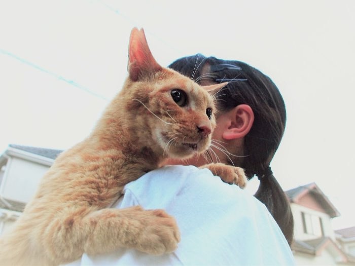 家猫になったこてつ。A子さんの娘に一番懐いている。