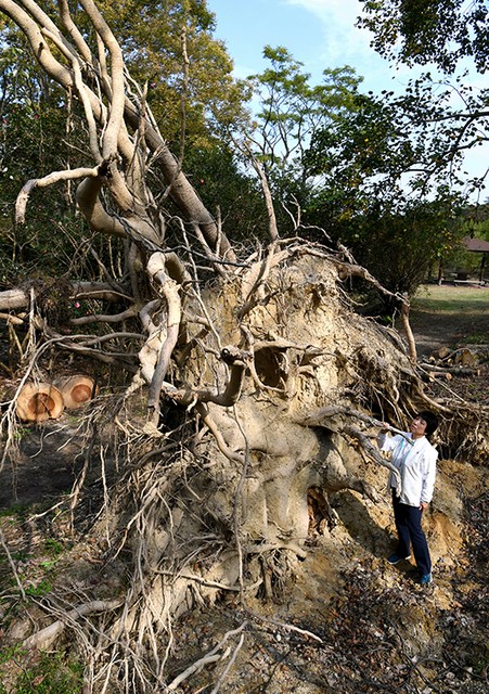 风灾后巨木树根冒出地面 大阪植物园反向操作开放参观