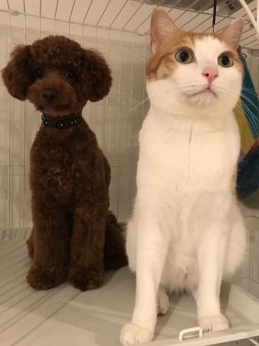 よし俺についてこい!兄貴風を吹かせるみたらし (提供写真)