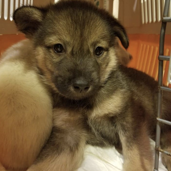 香川県からきた子犬。8月15,16日の京王百貨店の譲渡会に参加予定(おーあみ避難所提供)
