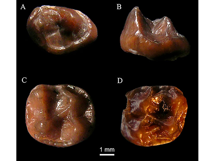 世界最小の古代類人猿とされるSimiolus minutusの歯の化石=James B. Rossie, Andrew Hill via The New York Times/©2018 The New York Times