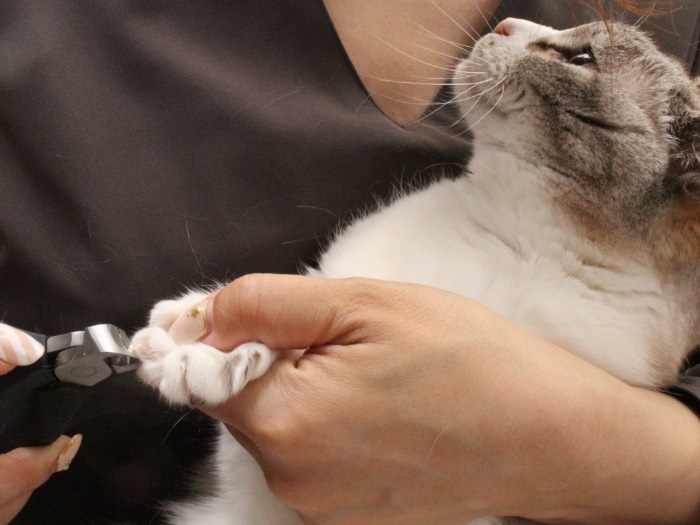 おとなしく爪切りをさせてくれる猫は少ない。そんな時は爪切りや補助具を考えるのもいいかも…(nekozuki提供)