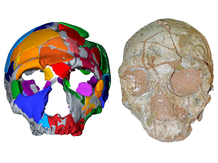 An undated combo image provided by Katerina Harvati, Eberhard Karls University of Tübingen shows the Apidima 2 cranium, right, which consists 66 fragments from an individual's face and was shown to be a Neanderthal skull, and its reconstruction, left. Another skull fragment found in the roof of a cave in southern Greece is the oldest fossil of Homo sapiens ever discovered in Europe, scientists reported on Wednesday, July 10, 2019. (Katerina Harvati, Eberhard Karls University of Tübingen via The New York Times) -- NO SALES; FOR EDITORIAL USE ONLY WITH NYT STORY SCI HUMAN FOSSIL BY CARL ZIMMER FOR JULY 10, 2019. ALL OTHER USE PROHIBITED. --