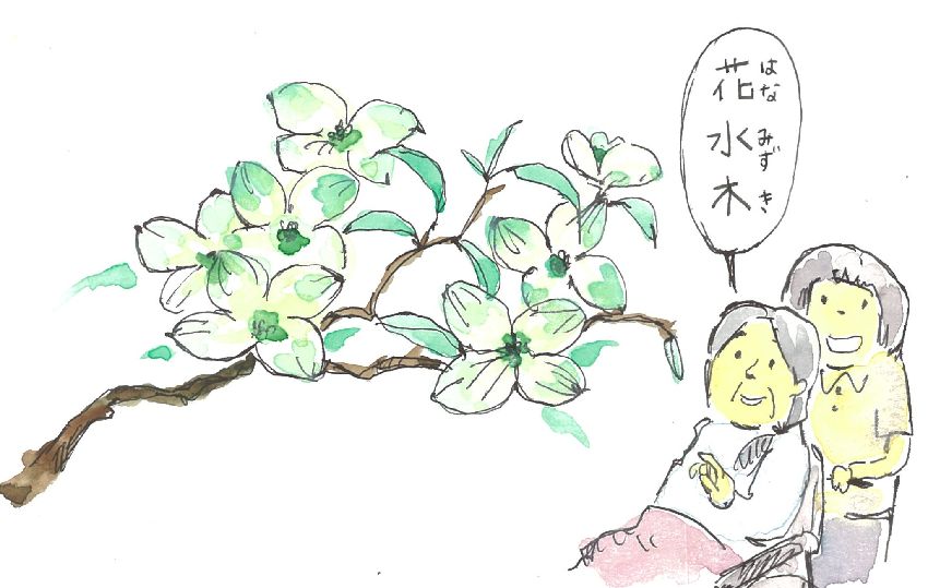 花水木