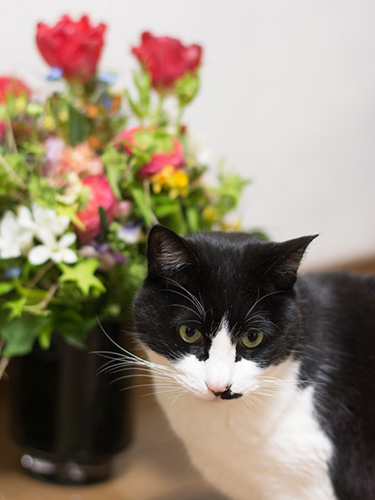 「この花の香り、ウィーンにいた頃を思い出すな」(小林写函撮影)