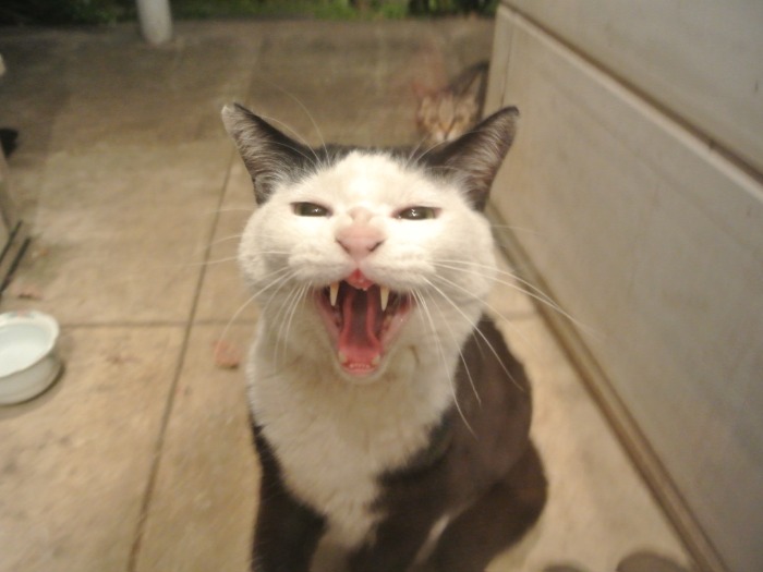 地域猫時代のカッパちゃん。ごはんをもらうのにも威嚇(ねりまねこ提供)