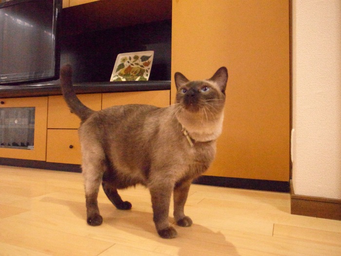 美人猫