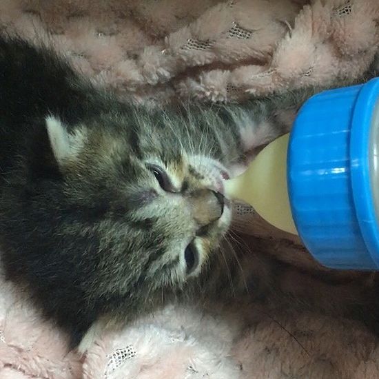 保護した子猫