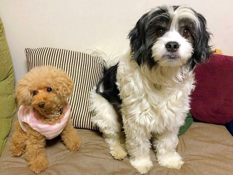 ソファにお行儀良く座る風歩と木空(きょうこさん提供)