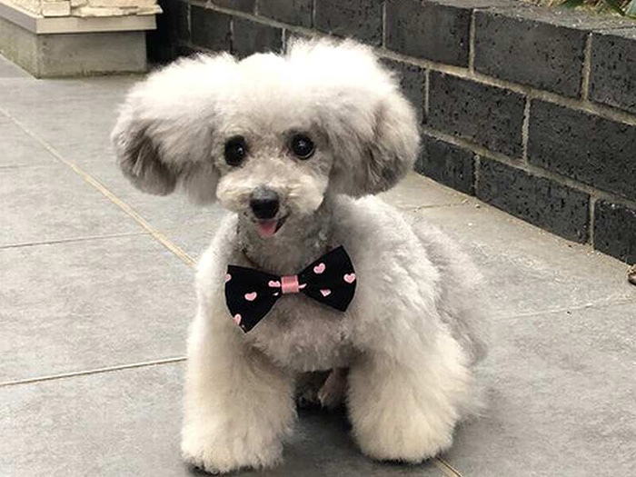 かわいらしい現在のほこり