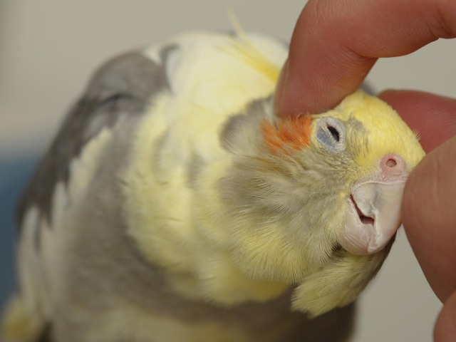 インコ写真家_4