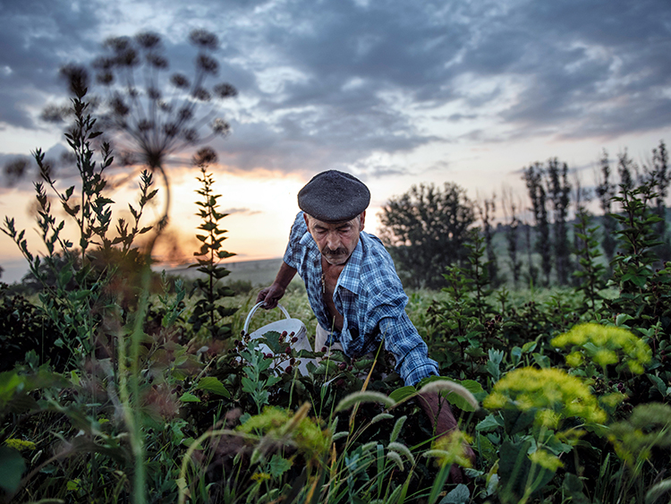 **EMBARGO: No electronic distribution, Web posting or street sales before MONDAY 3:00 A.M. ET JULY 15, 2019. No exceptions for any reasons. EMBARGO set by source.** Grisa Muntean, the last survivor of Dobrusa, a village in Moldova that was first settled in the 19th century, when the area was part of the Russian Empire, collects blackberries in his garden, July 3, 2019. “When I work, I speak with the trees,