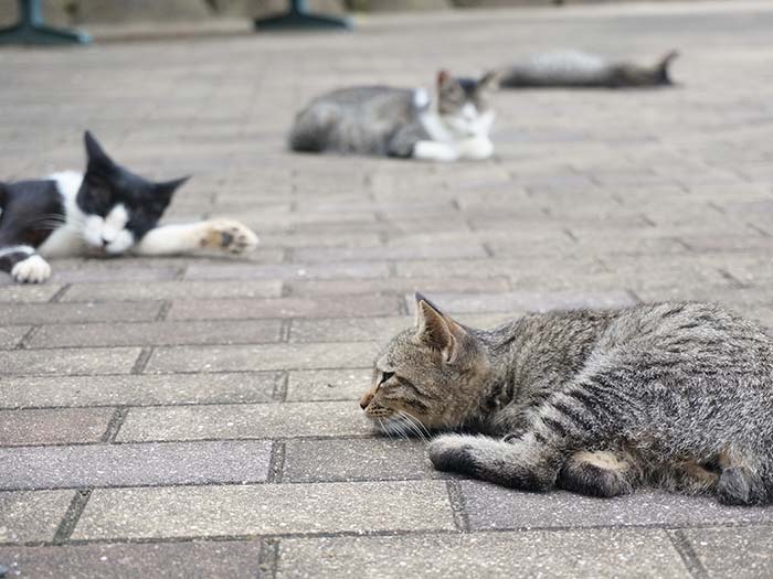 過去に、遺伝学者の野澤謙氏による全国の外猫調査で、しっぽが曲がった猫や短い猫が長崎県に多い結果となった。地元では「尾曲がり猫」の呼び名で親しまれている