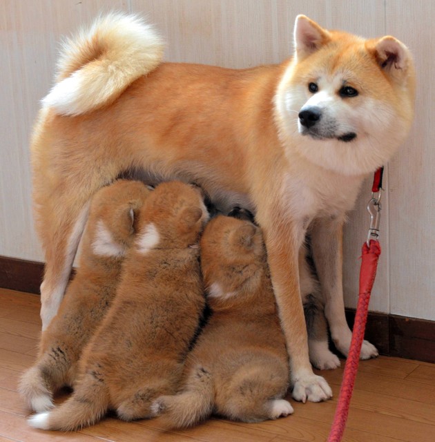 温泉"礼宾小姐"秋田犬 倾心养育6宝盛情待客