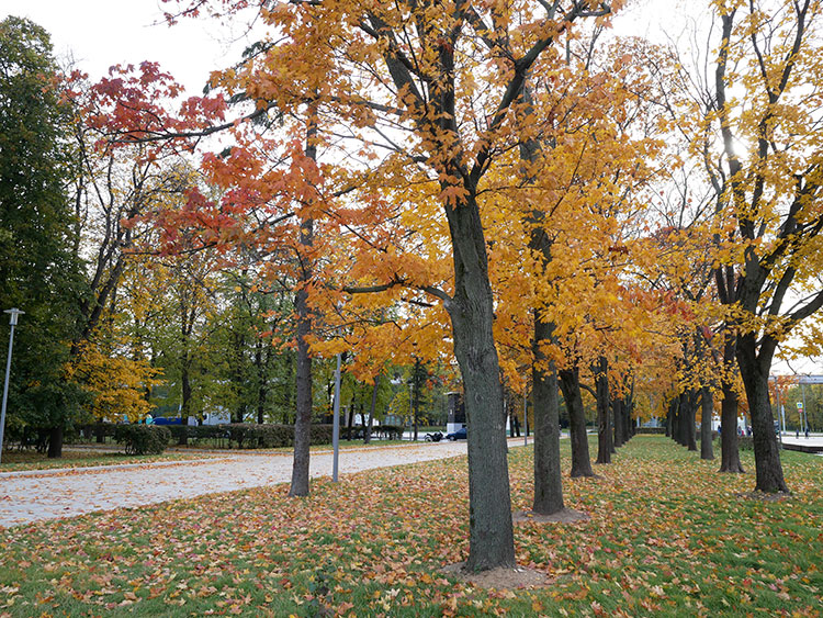 ロシアでは紅葉の季節が「ザラターヤ・オーセニ(黄金の秋)」と呼ばれる(撮影:服部倫卓、以下同様)