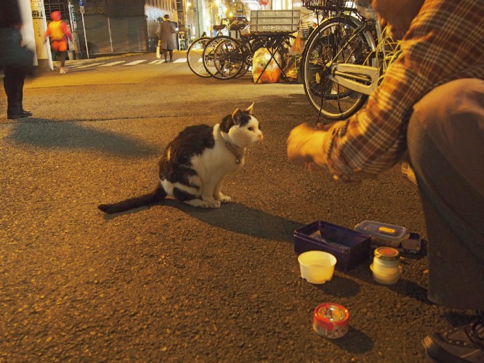 近所の路地猫たちに運ぶ夕食を準備するマスター。味見するミーコ