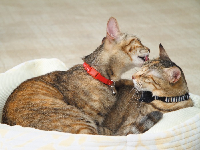 あきな(左)とふゆの(♀)の姉妹。あまりにも仲良しなので2匹一緒に引き取ってくれる里親を募集している