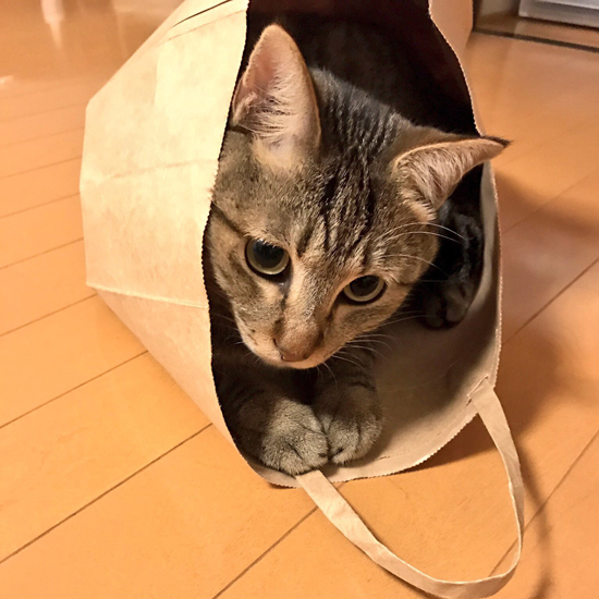 紙袋で遊ぶしぐれ