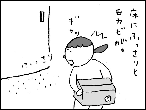 床にふっさりと白カビが。