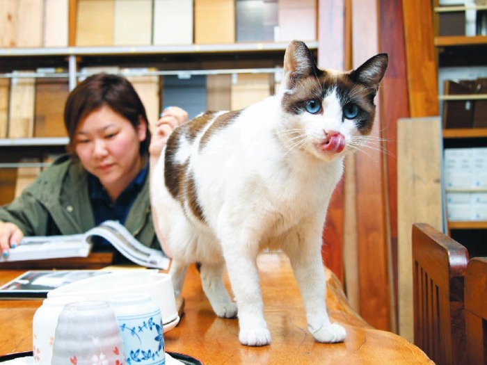 「キャットウォークのリフォームのご相談はこちらまで!」(いずれも写真提供「猫びより」)