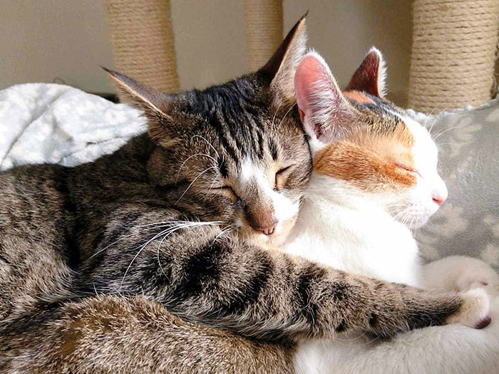 入選した「だいすき♡」=おおいた動物愛護センター提供