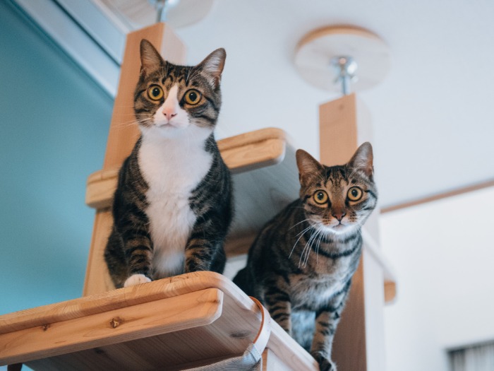 兄弟猫の“ミスド”コンビ。リビングに設置された大きなキャットタワーにて