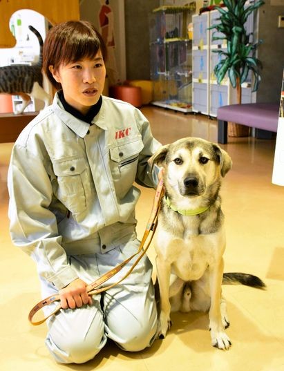 where can i get a rescue dog