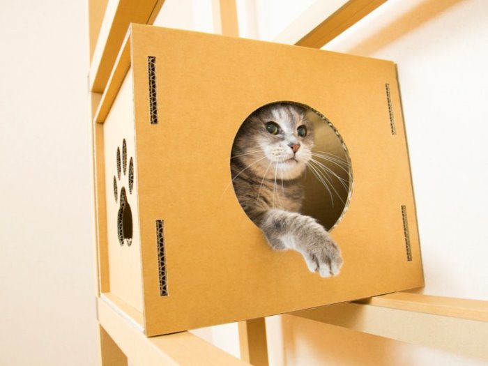 キャットウォークに設置したBOXに入った、箱入り娘